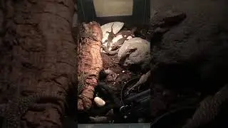 Super cute baby lizards