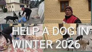 HELP A DOGS  IN WINTER 2026#tibetanvlogger
