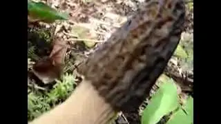 BLACK MORELS mushroom video