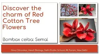 Bombax ceiba Semal - Discover the charm of Red Cotton Tree Flowers