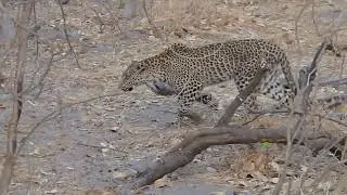 Leopard hunt- fail