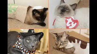 DIY Cat Halloween Costumes!