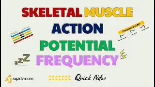 Skeletal Muscle Action Potential | Frequency