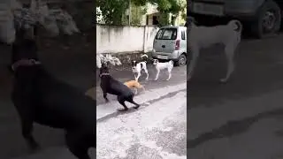 Power of street Dog 😄 #dog #pets #kids #funny #haryana #shorts #trending