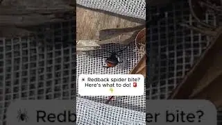 Signs, tips + first aid for a redback spider bite 🕷 #spiderbite #firstaid #redbackspider #Australia
