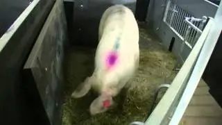 Nesting behaviour in designed indoor pen