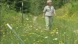 Hawkweeds