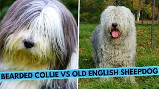 Old English Sheepdog vs Bearded Collie - Breed Comparison