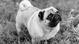 The Essential Guide to Pug Parenting in the First Year