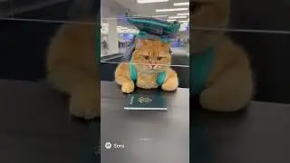 Его рекорд по кошачьей мяте наконец-то настиг его 😭🛫