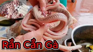 Lẩu Rắn Hổ Mang Ng&agrave;y Mưa B&atilde;o - Bắc Ninh Ẩm Thực