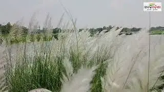 Watch To Know: The Story Of 'Kashatandi Flower'  Khabar Odisha