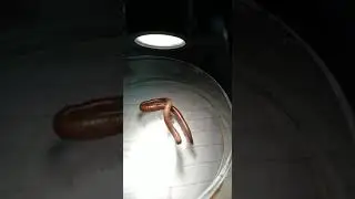 Movement of earthworm under disection microscope