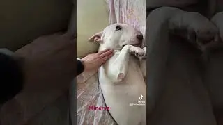 Minerva Bull terrier passione divano #bullterrier #animali #animallover