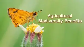 10 Biodiversity Facts That Can Transform Your Farm| Smart Agri Hub