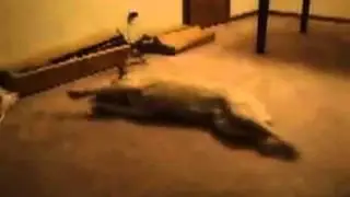 perro so&ntilde;ando, se levanta dormido y pega contra la pared, sue&Ntilde;o profundo con sorpresa