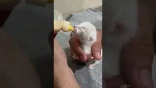 Hab&iacute;as visto un gatito cachorro tomar lechita? #shorts #cats