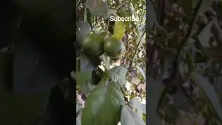 Lemon 🍋 tree #trending #yt shorts #yt viral #graden #gradening