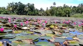 Kottayam , kanjiram