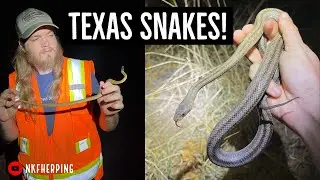 Chihuahuan Desert Herping in West Texas! Rainy Night Amphibians, Rock Rattlesnakes, and Baird's Rat!