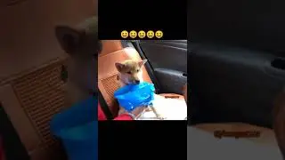 Dogs can get car sick just like humans😂😂