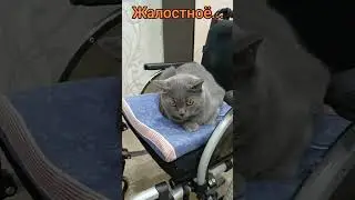 Кот#cat