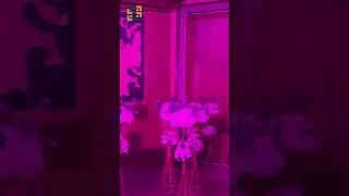 Red Runner Carpet Dubai #shorts #shortsvideo #shortvideo #dubai #carpet #interiordesign