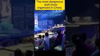 Wolf show in China. Would you like to go to such a show