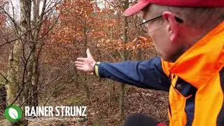 Qualitätsmängel in der Aufforstung von Sturmflächen - Teil 4