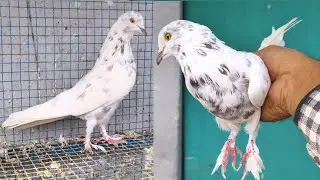 Champion Bloodline Breeding Pair Nemai Ghosh Kolkata || 9690790152 ||