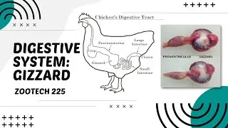 POULTRY 1 | Digestive System of Chickens: The Gizzard | Module 19.3 (Student Output)