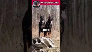 The Doberman Pinscher: Evolution of a Legendary Breed