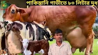 রাসেল ভাইয়ের আগুন বরাবর ৮০ লিটারের গ্যারান্টি ! পাকিস্তানি বর্ডারক্রস সেরা ৪০ লেটারের জার্সি মুন্ডি