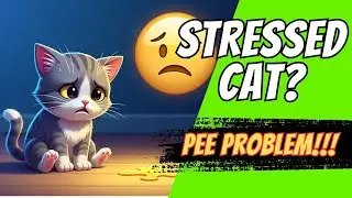 3 Signs Your Cat Is Stressed And How To Help