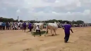 Bss bulls