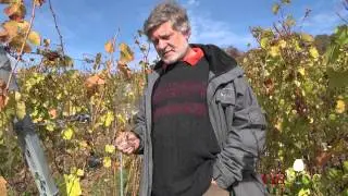 Alsace Grand Cru Altenberg de Bergheim