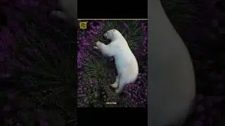 How Animals Survive Winter ❄️🦊
