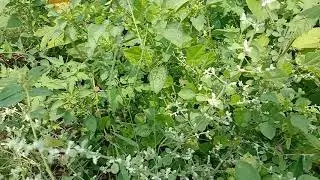 30 sec video view of Mountain knotgrass or Aerva lanata - PYJR Plant Videos