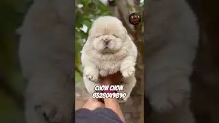 Meet our adorable chow chow puppies#chowchow  #puppylove #puppiesforsale #HyderabadPets #petstore