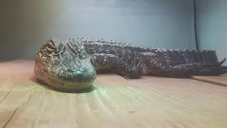 Аллигаторы!