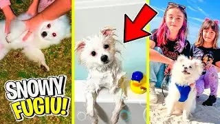 ADOTANDO o FOFINHO CACHORRO SNOWY! MELHORES e MAIS ENGRAÇADOS VÍDEOS do NOSSO PET! Pai Também Vloga