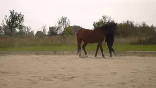Conduite en main au trot