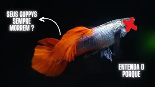 Porque meus GUPPYS sempre MORREM ?