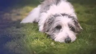RBS Mortgage Adviser - Dog