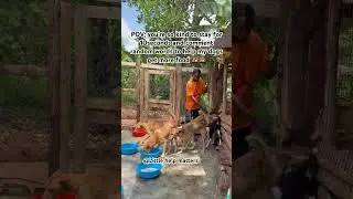PayPal link in bio to donate any amount concerning dogs food 🙏🙏