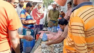 Daily Village market | Amazing village fish market | You Tube Village Bangladesh