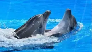 Happy Dolphins Animated Wallpaper  