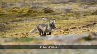 Arctic Fox