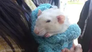 Oliver the Therapy Rat - Cuddles & Snacks at Berry College