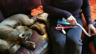 Cane Corso Ear Taping Using Pipe Insulation